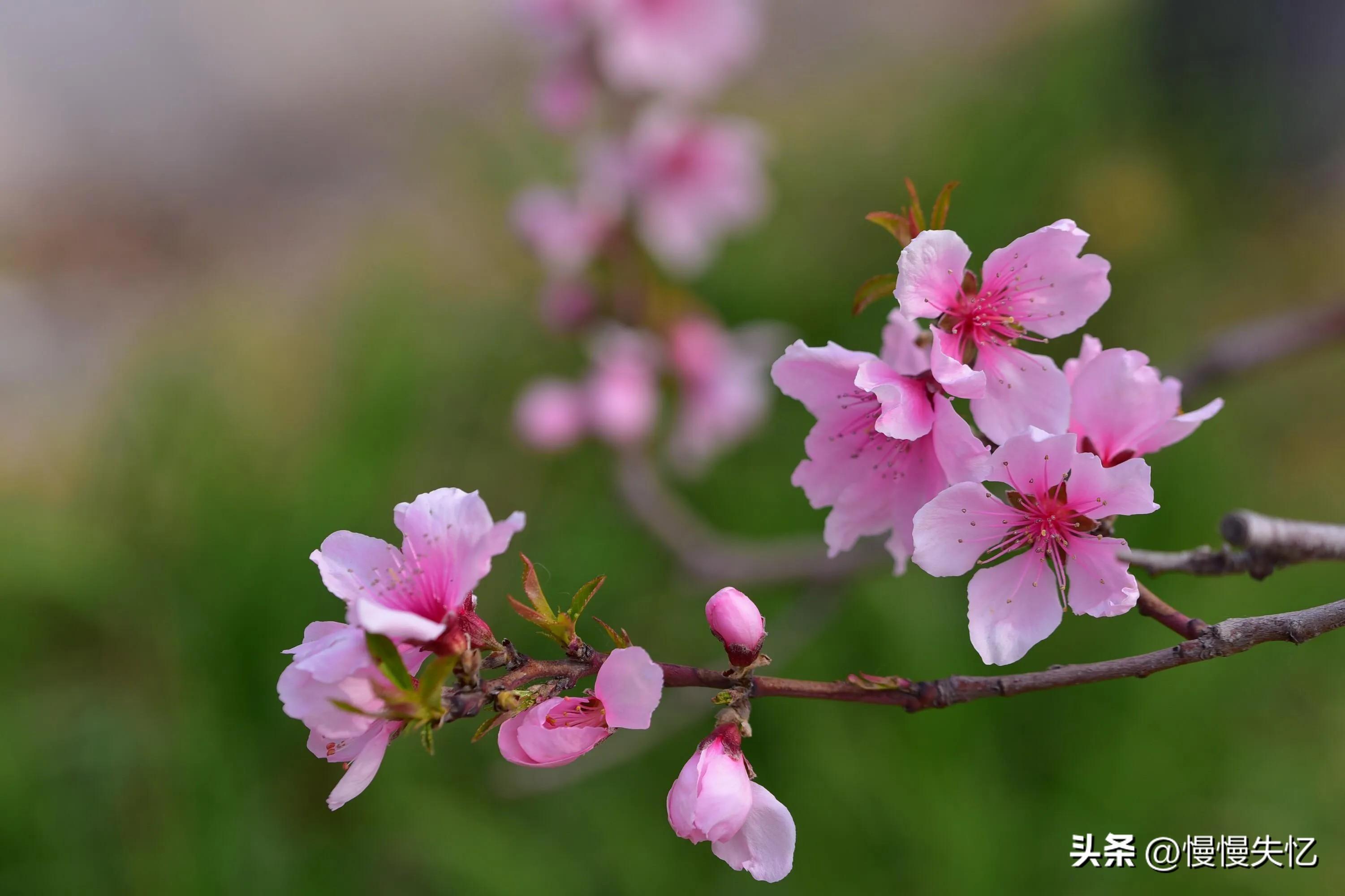 桃花流水窅然去，别有天地非人间（10首优美桃花古诗）