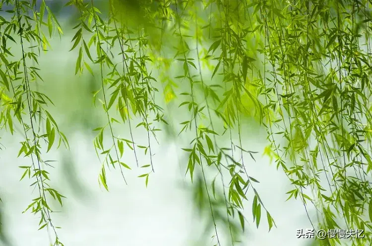 春风如贵客，一到便繁华（30首春风诗词）