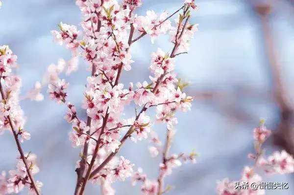 春野浮绿，万物新生（20首春日诗词经典）