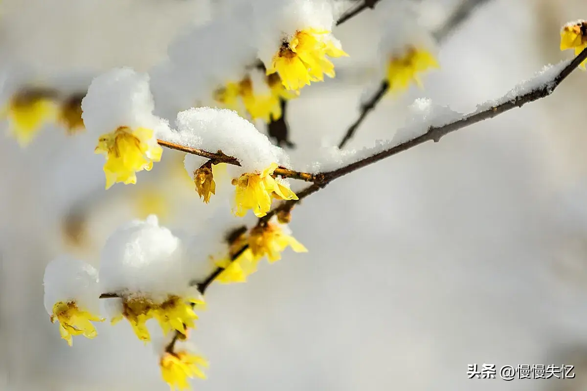 朱淑真7首冬雪诗词（一树梅花雪月间，梅清月皎雪光寒）