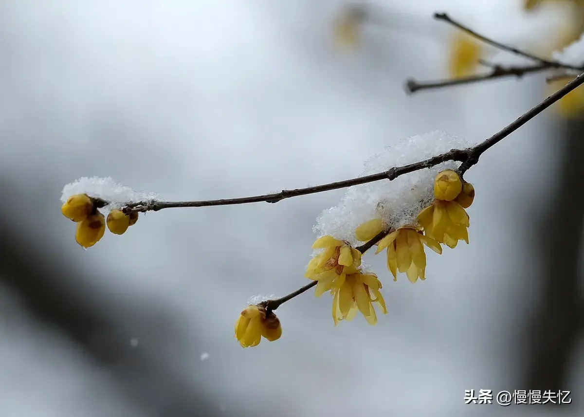 朱淑真7首冬雪诗词（一树梅花雪月间，梅清月皎雪光寒）