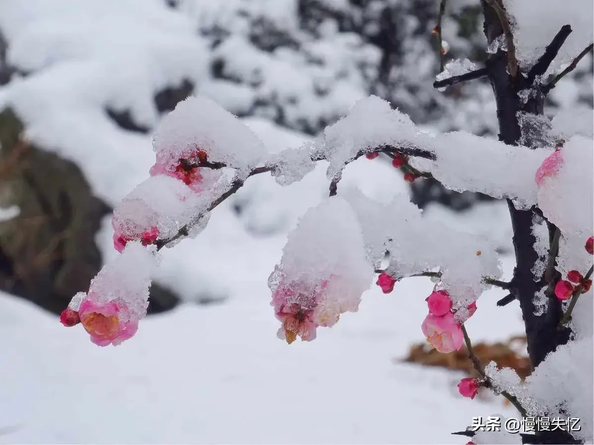 朱淑真7首冬雪诗词（一树梅花雪月间，梅清月皎雪光寒）