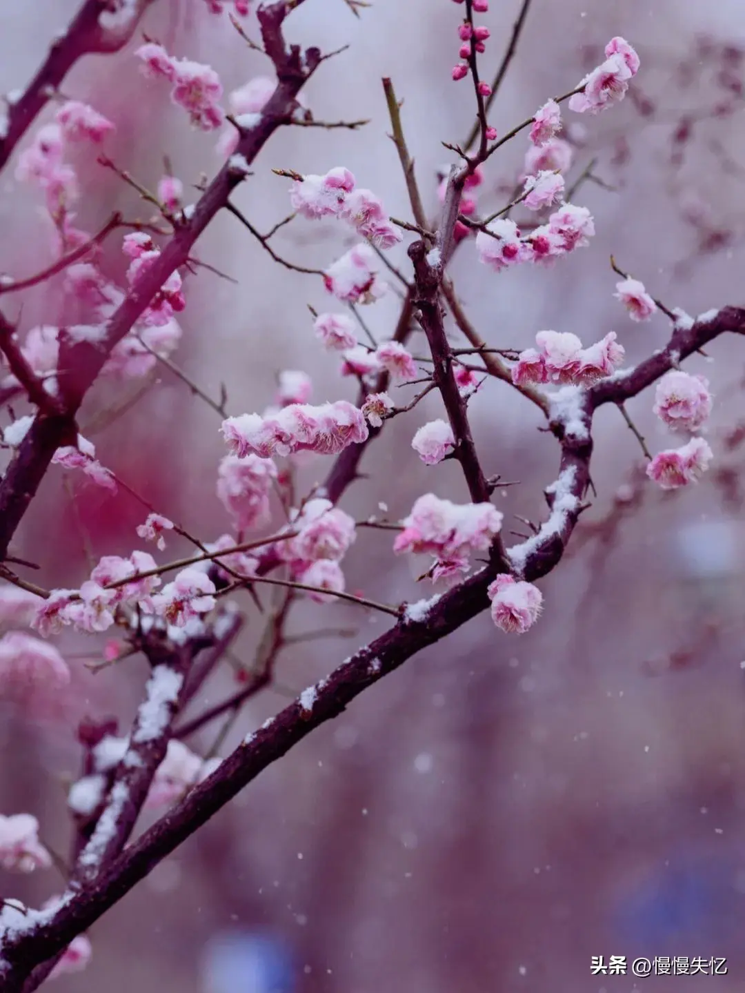 一朵江梅春带雪，暗香浮动黄昏月（12首经典梅花诗词）