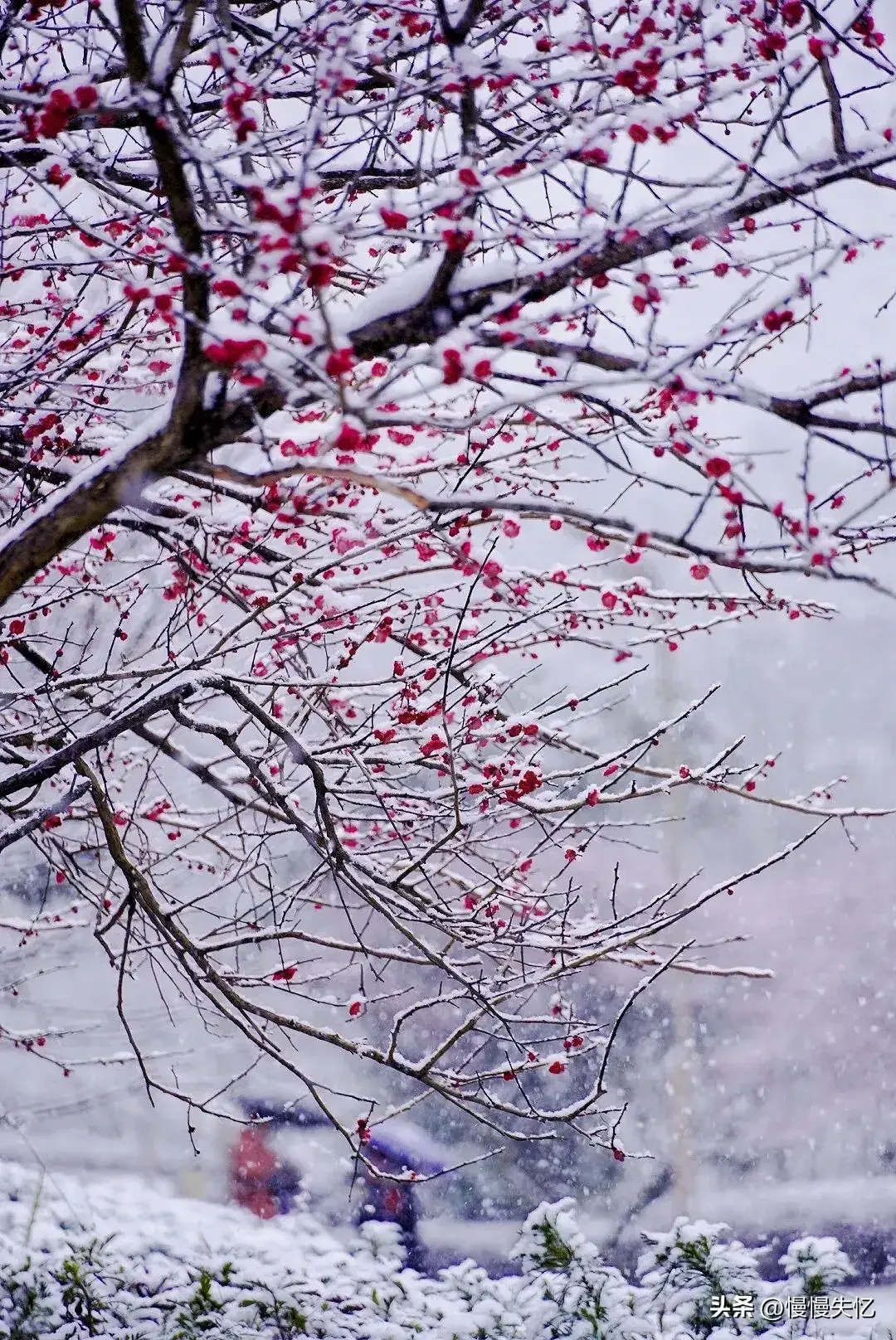 一朵江梅春带雪，暗香浮动黄昏月（12首经典梅花诗词）