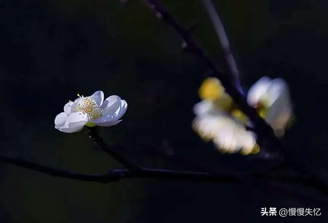 一朵江梅春带雪，暗香浮动黄昏月（12首经典梅花诗词）