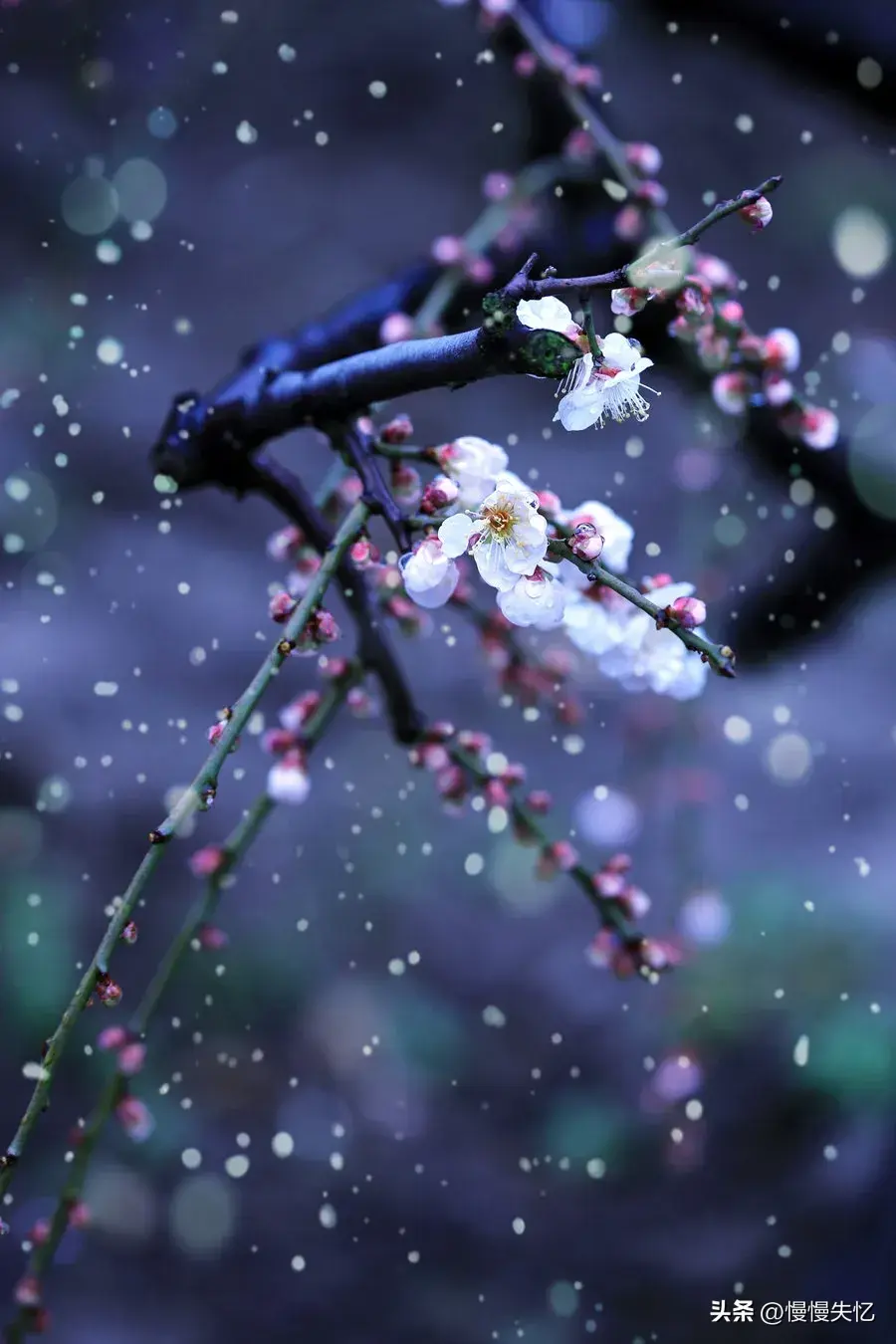 一朵江梅春带雪，暗香浮动黄昏月（12首经典梅花诗词）