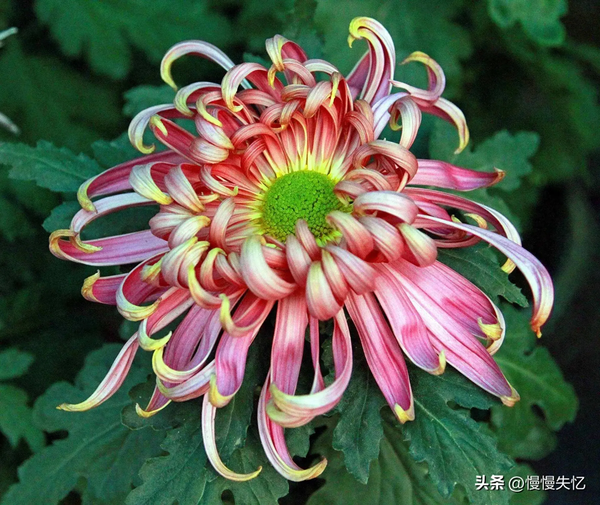 菊花诗词名句精选（20首唯美菊花古诗）