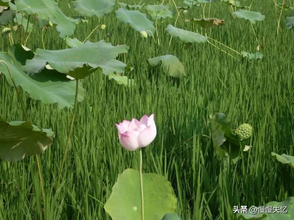 简单美好，超级治愈（十首农家诗词经典）