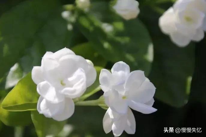 茉莉独立更幽佳，龙涎避香雪避花（7首优美茉莉花诗词）