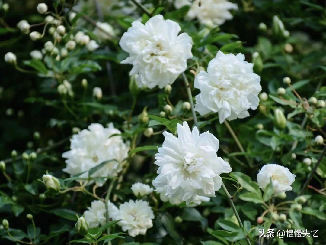 荼蘼花唯美古诗词（五首宋代荼蘼花诗词）