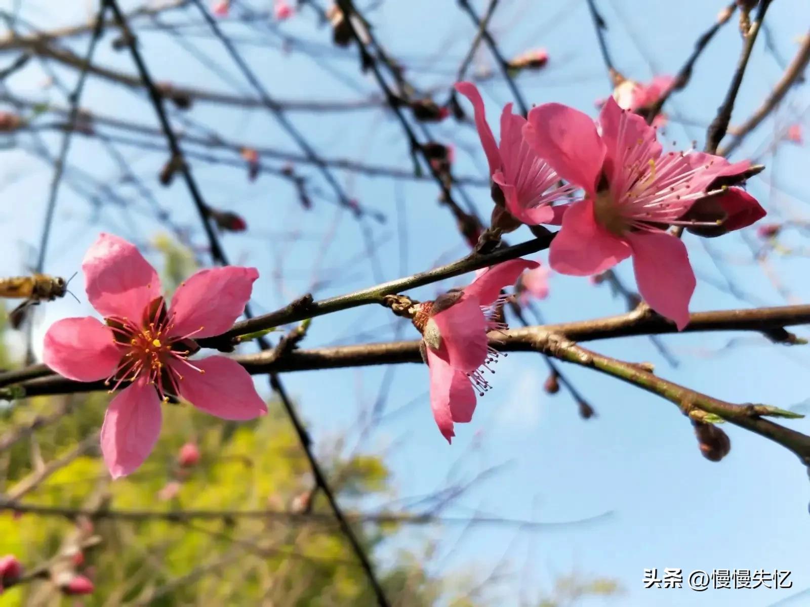 王安石唯美古诗大全（王安石13首经典诗词）