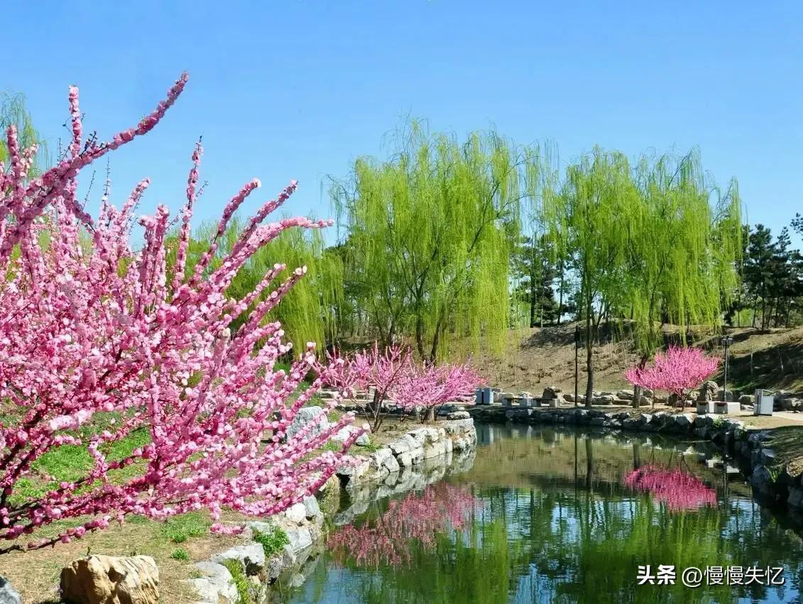 草色青青柳色黄，桃花历乱李花香（五首春日唐诗经典）