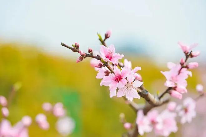 春日唯美古诗大全（五首春日诗词唯美）