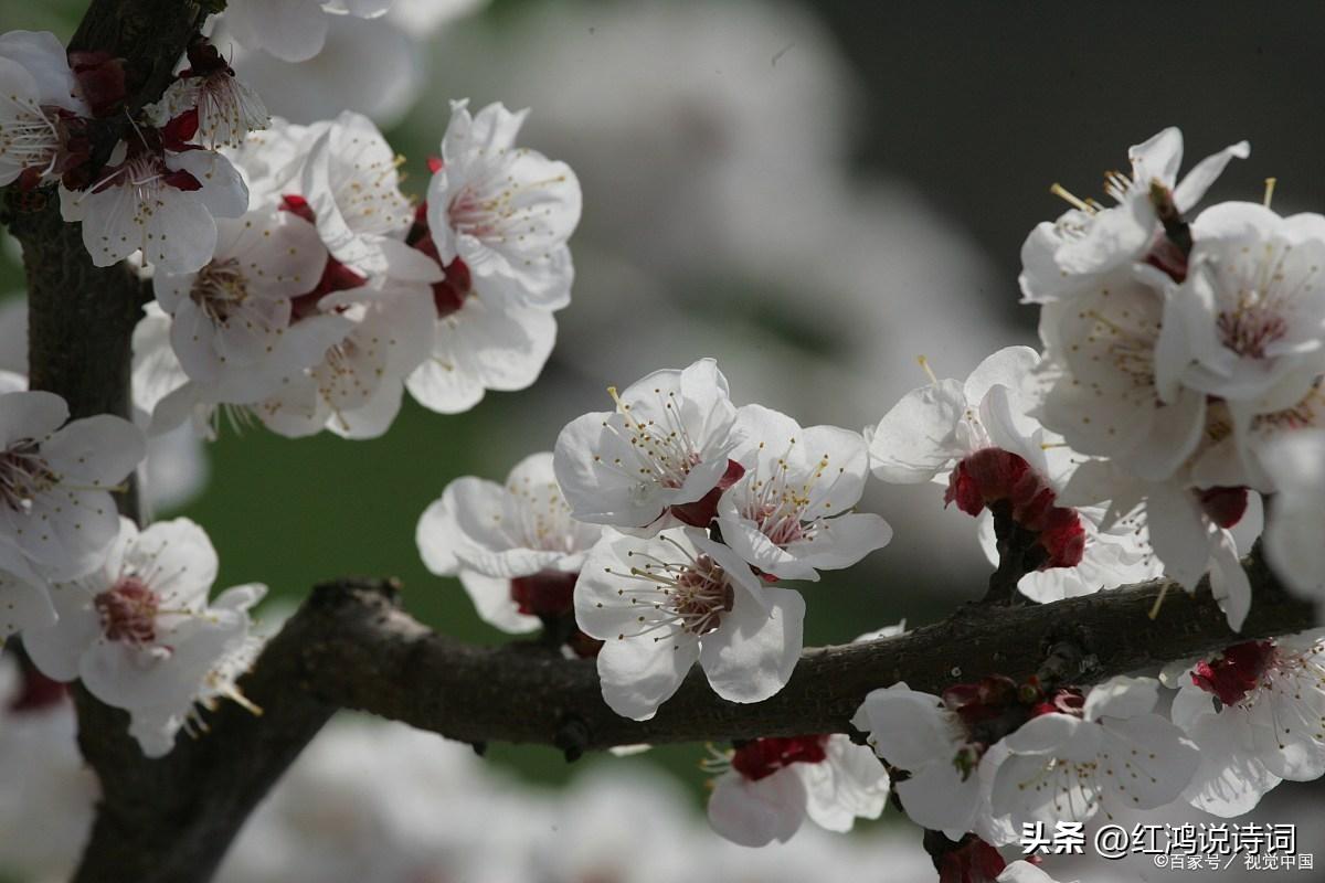  落红不是无情物，化作春泥更护花（分享130句咏花经典古诗词）