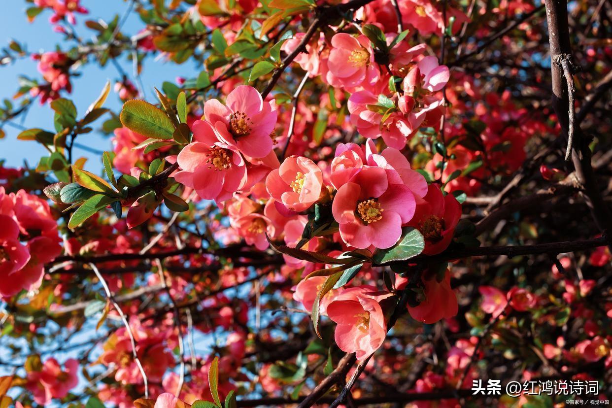  落红不是无情物，化作春泥更护花（分享130句咏花经典古诗词）