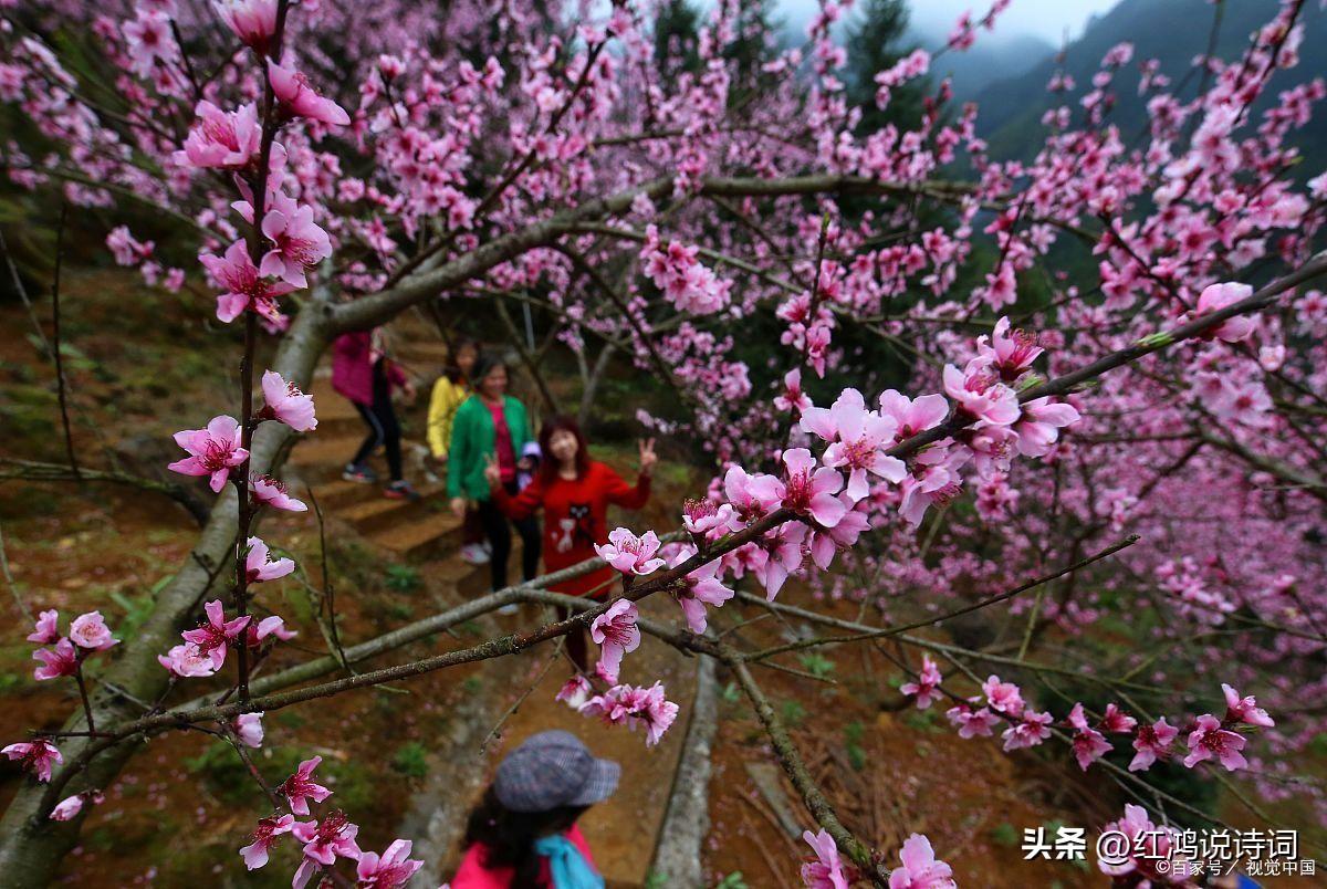  落红不是无情物，化作春泥更护花（分享130句咏花经典古诗词）