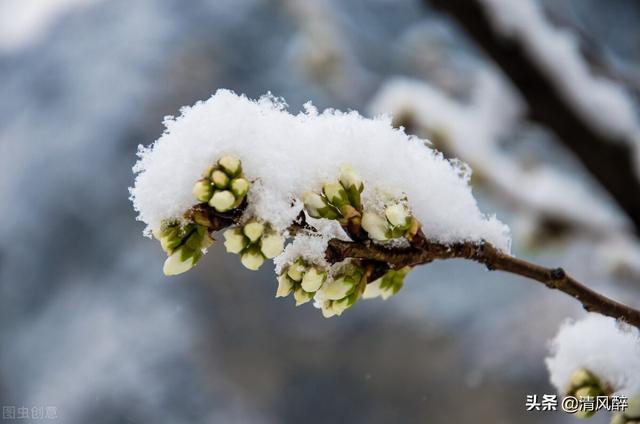 有关终于下雪了朋友圈说说的句子有哪些（冬日初雪，柔情绵绵）