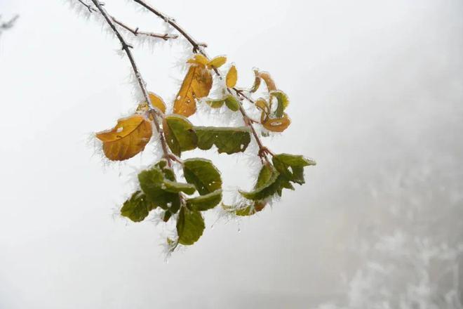 2024年第一场雪的朋友圈说说（初雪降临，美丽如诗）