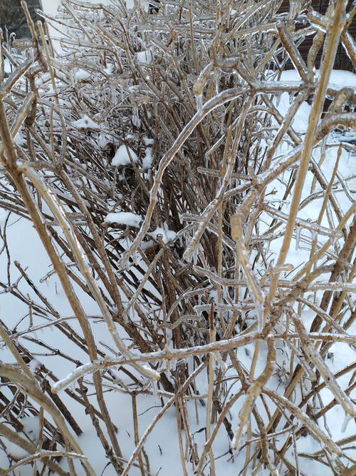 冬天第一场雪发的说说（初雪飘落，寒冬来袭）