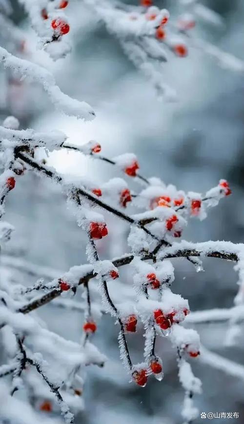 大雪祝福语大全（2024大雪祝福问候短信）