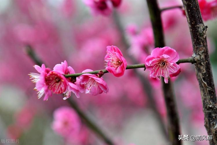 23年的婚姻幸福语句（花开花落，情缘永驻）