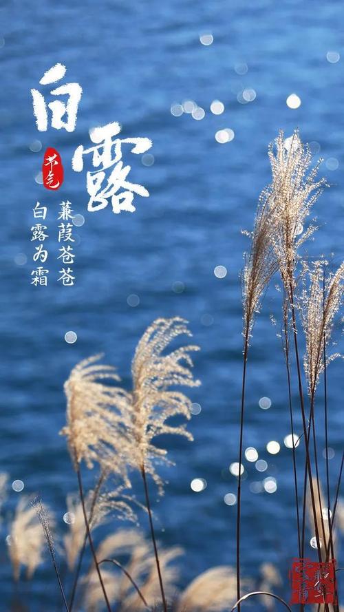 白露节气适合发朋友圈的说说文案（白露节气，送你一份美好）