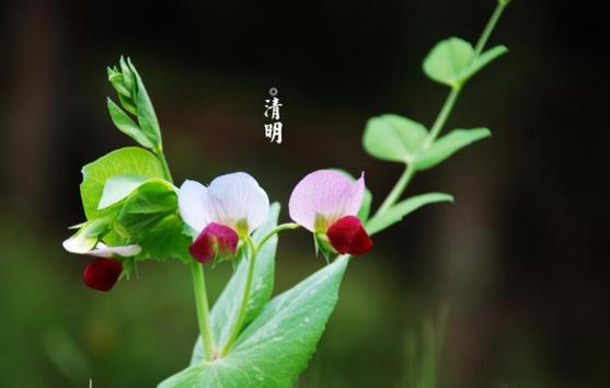 关于清明节的句子好句（流年如水，岁月悠悠，怀念先人）