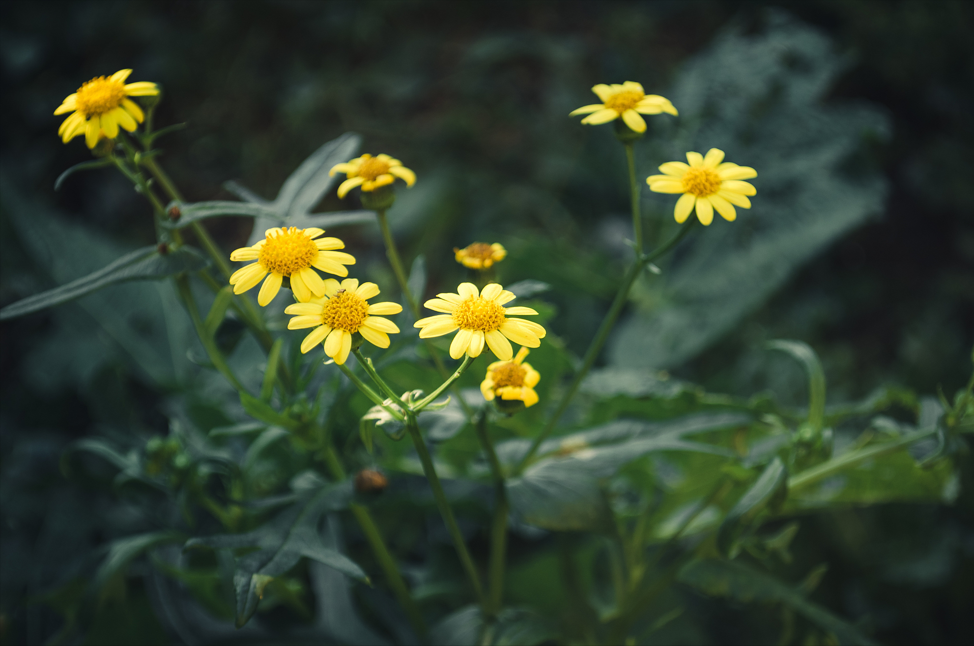 花应冷笑东篱族，犹向陶翁觅宠光（4首清新的野菊花诗）