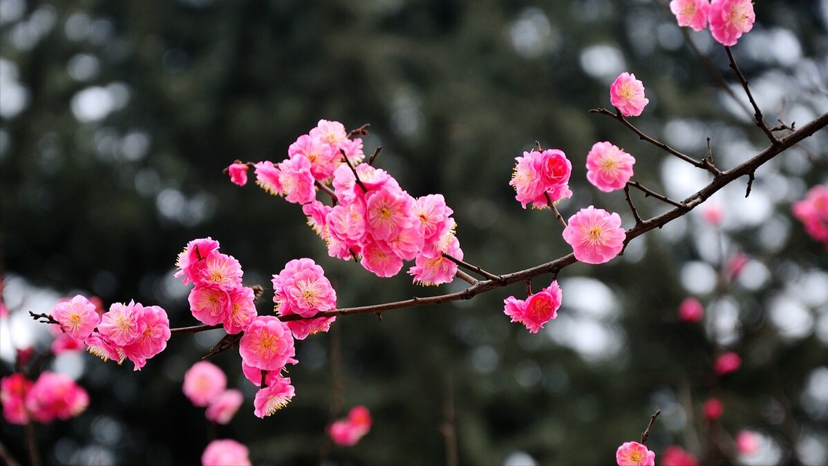 天气和柔酒更醇，缓歌花底正青春（9首正月十八古诗词）