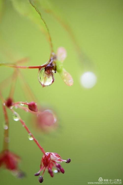 有关雨的优美诗句（落花有意，流水无情——雨中的唯美诗句）