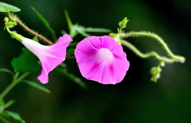 关于花的唯美句子发朋友圈（唯美的花语，传递爱与美好）