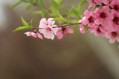 有关山花烂漫的唯美唯美句子的短句摘抄（山花烂漫：美的流淌）