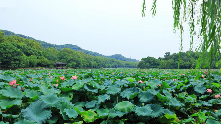 形容西湖景色很美的诗句（形容西湖美景优美唯美句子）