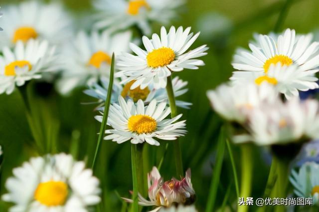 花美心情好的句子赞美（花与人生）