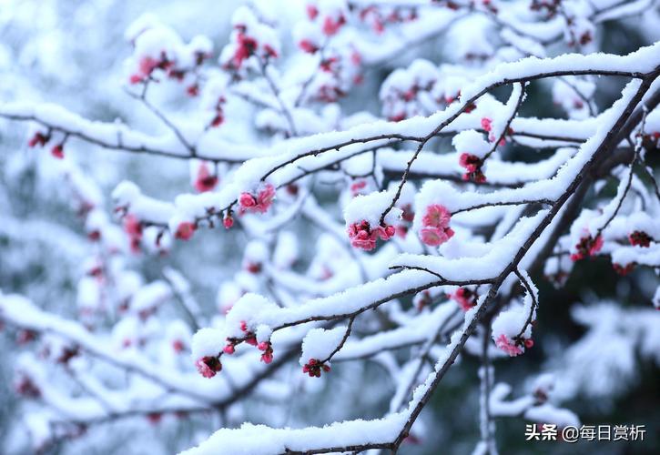 下雪的金典句子（雪落唯美）