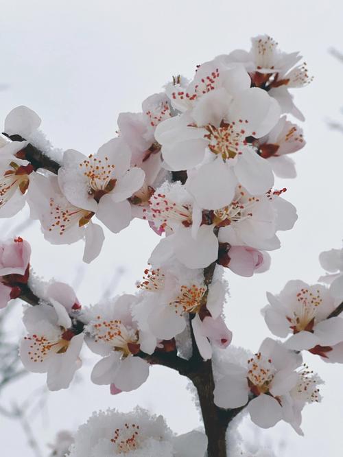 赞美春天雪的句子大全（探寻春天雪景的神秘魅力）