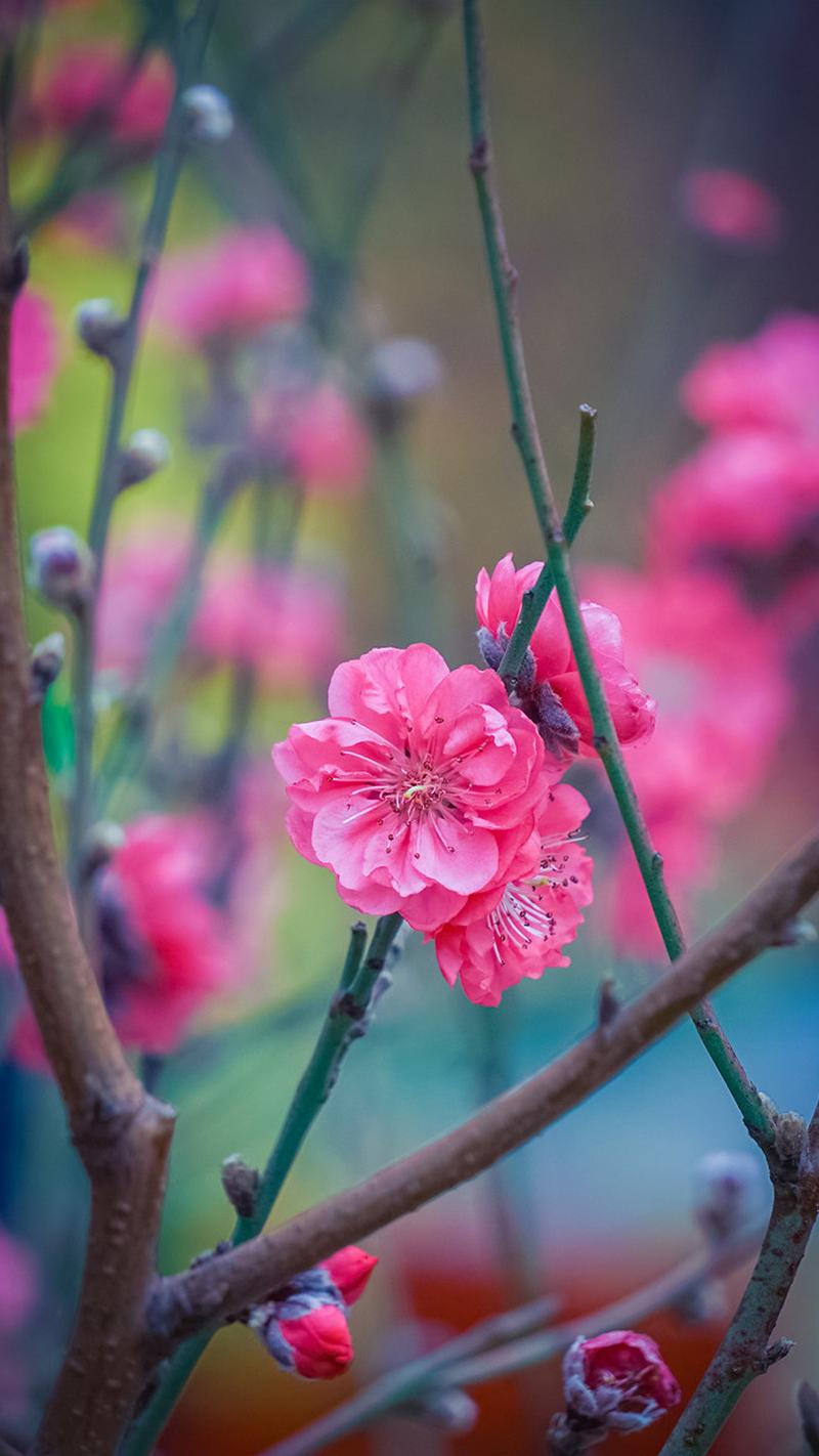 有关赞美桃花的唯美短句的句子简短（一场关于桃花的唯美之旅）