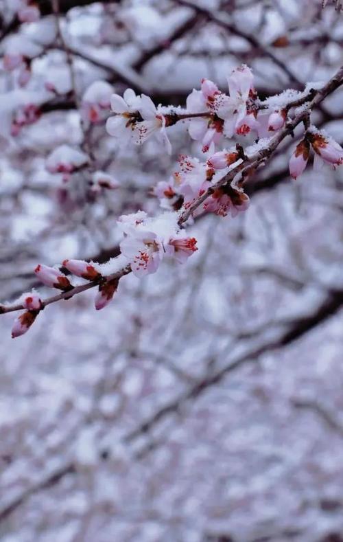 形容春雪的诗句（用诗歌般的语言颂扬春天的绝美之雪）