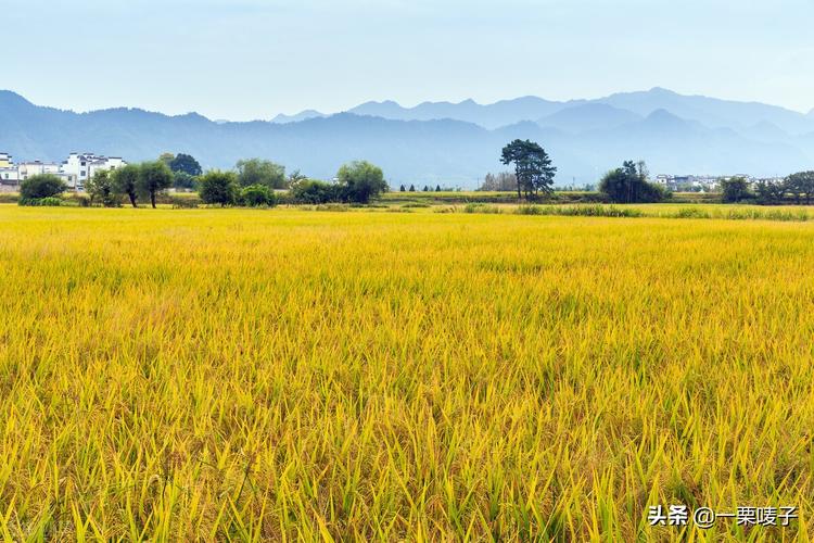 有关形容乡村美景的唯美句子的句子有哪些（“乡村美景）