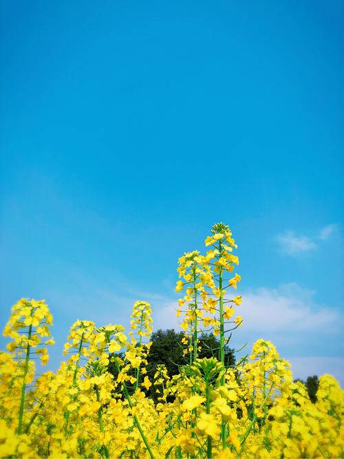 赞油菜花的句子（寻找春天的脚步）