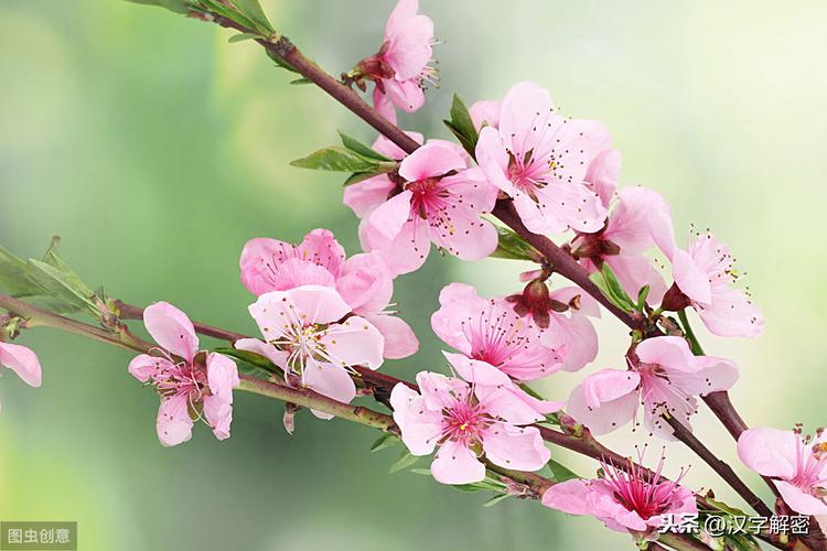 赞美桃花的短语（桃花春色，唯美短句赞美）