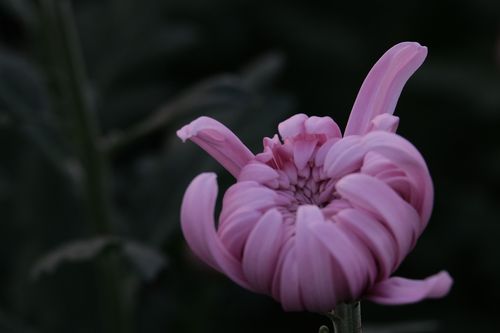 赞美菊花的诗句或名言警句（一场绚烂的秋日盛宴）