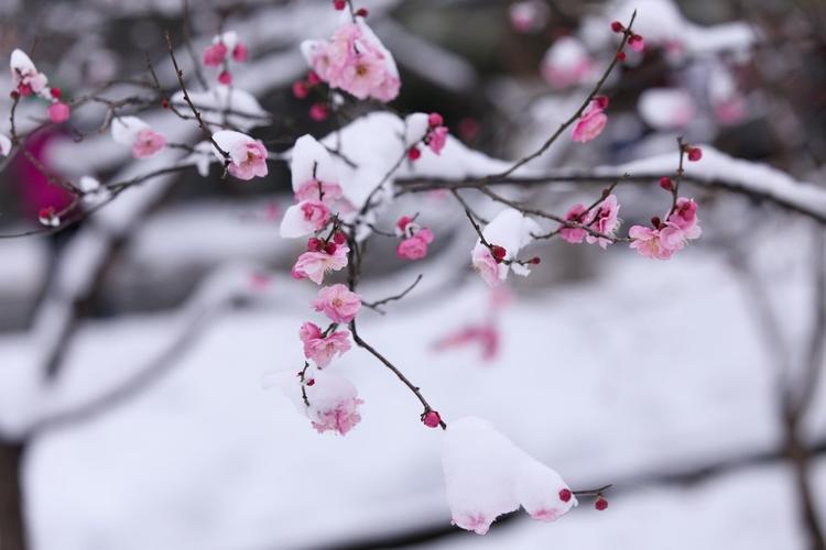 含雪的诗句飞花令100首（细雪飘飘，唯美短句绽放）