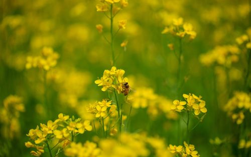 关于油菜花的诗句和好词好句（花海绽放的美丽乡村）