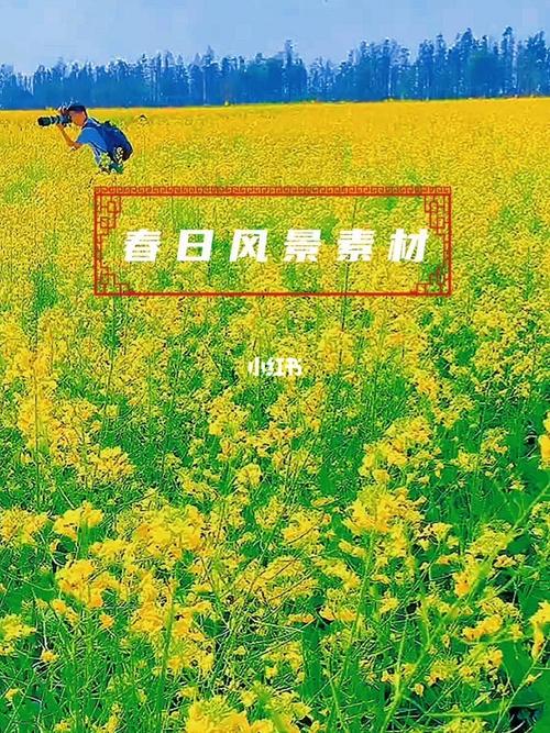 关于油菜花的诗句和好词好句（花海绽放的美丽乡村）