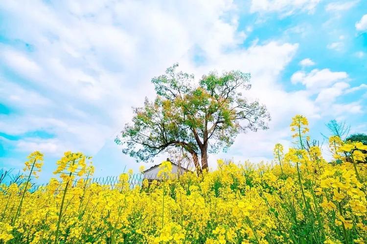 关于油菜花的说说的心情发朋友圈（油菜花的唯美之美）