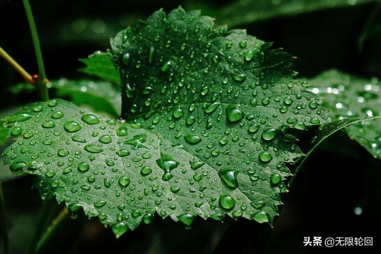 听雨的诗句古诗（听雨·经典唯美诗句）