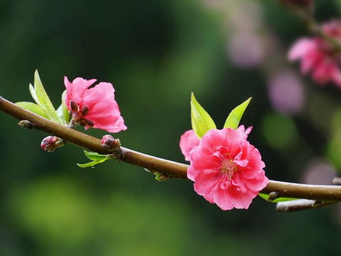 关于形容桃花的佳句（桃花开遍天下，唯美如诗如画）