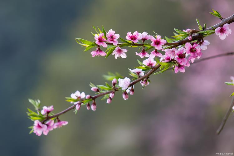 有关春日美景的唯美唯美句子的句子摘抄（细节的美、情感的流淌、自然的呼吸）