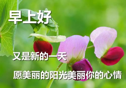 早上问好的幽默短句（问候的艺术——幽默唯美问早上好句子）